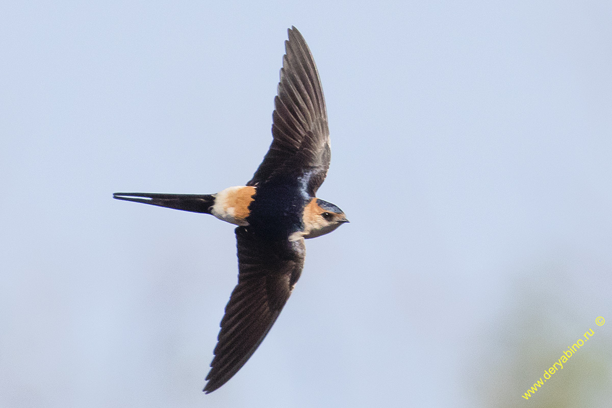   Hirundo daurica Cecropis daurica Red-rumped swallow