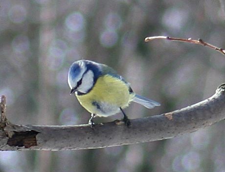  Parus caeruleus Blue Tit