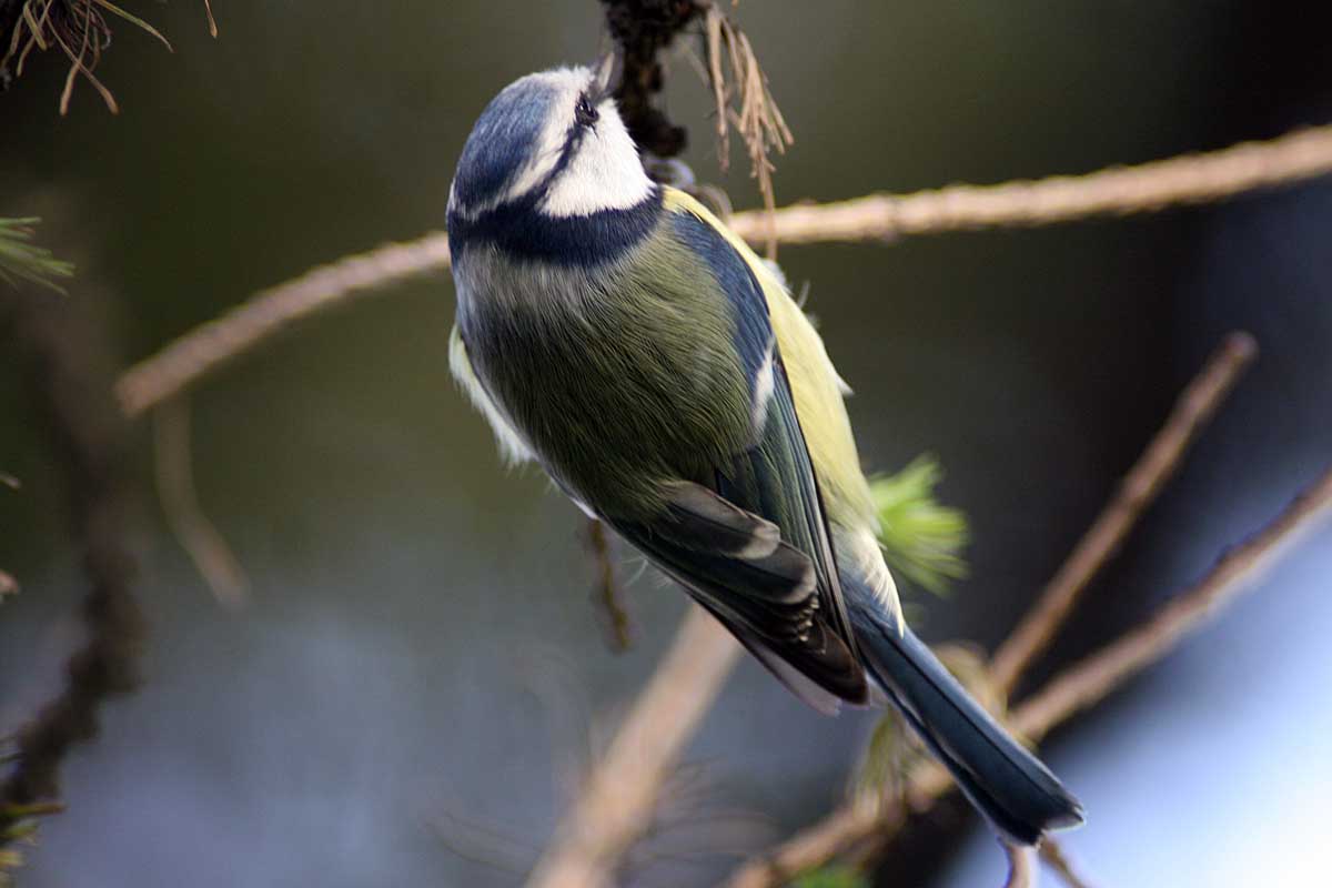  Parus caeruleus Blue Tit