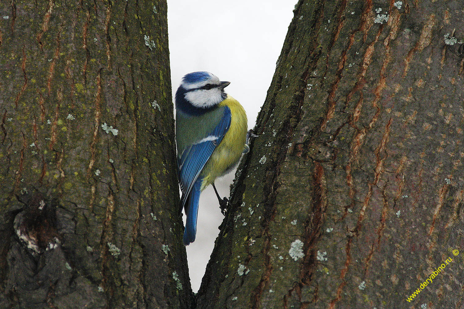  Parus caeruleus Blue Tit