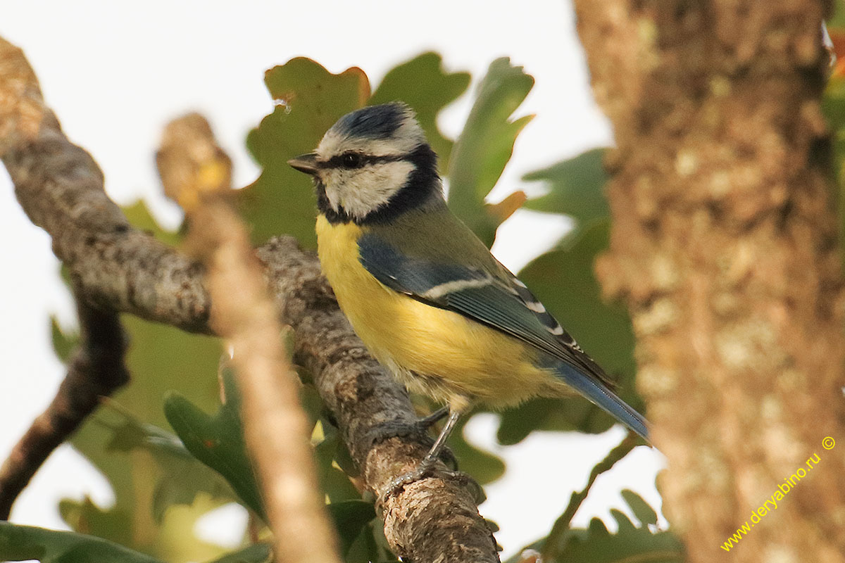  Parus caeruleus Blue Tit