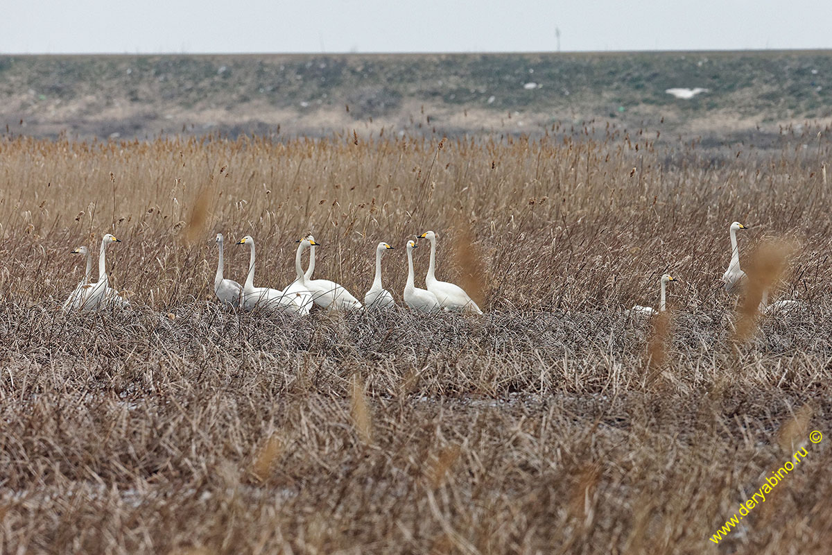 - Cygnus cygnus Whooper swan