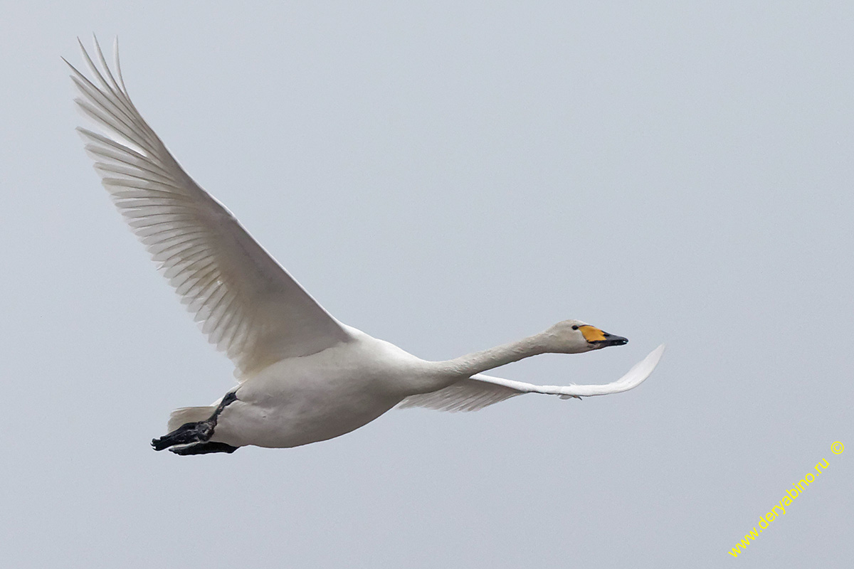 - Cygnus cygnus Whooper swan