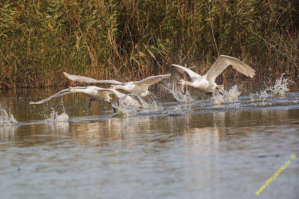 - Cygnus olor Mute Swan