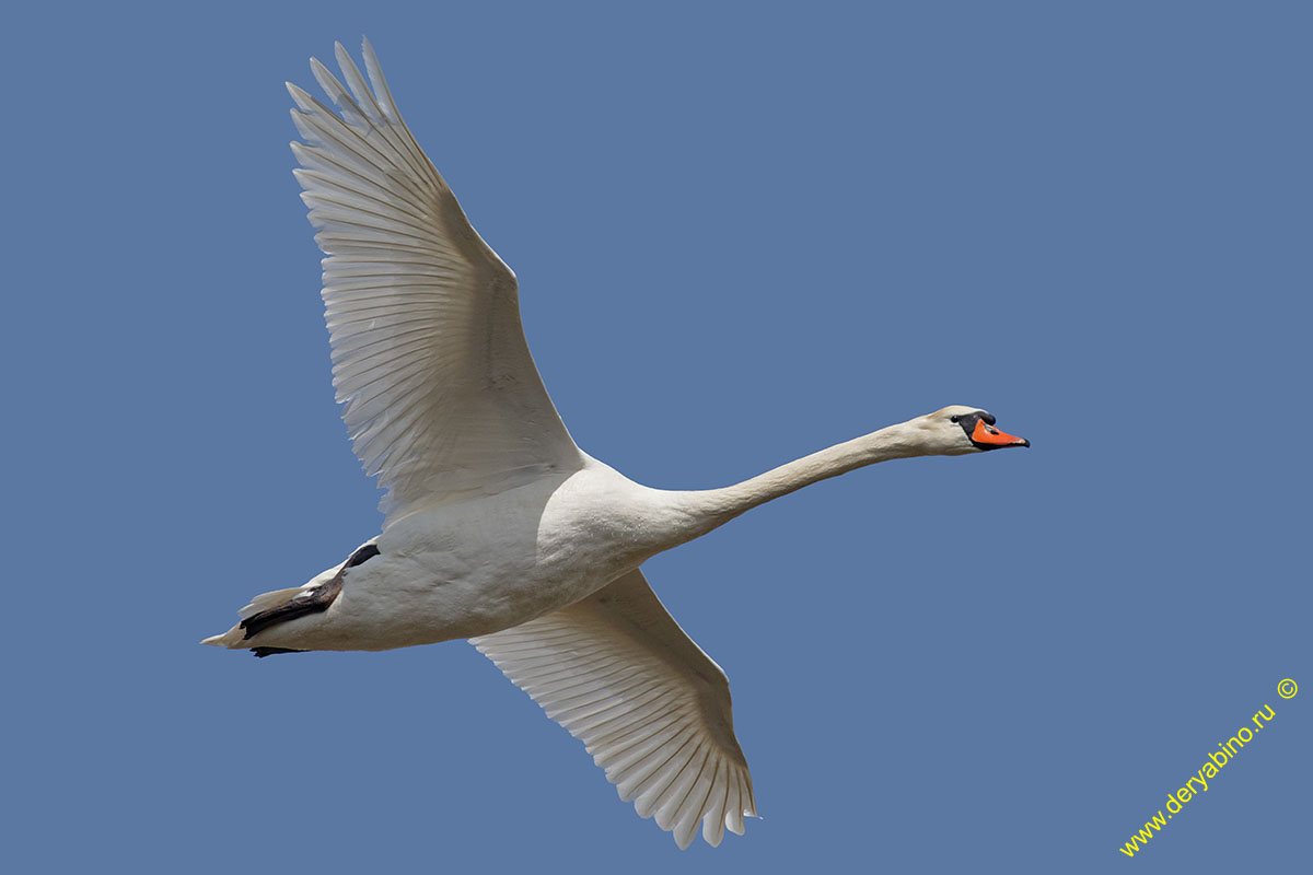 - Cygnus olor Mute Swan