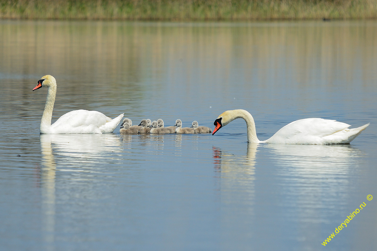 - Cygnus olor Mute Swan