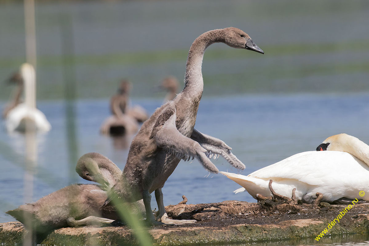 - Cygnus olor Mute Swan