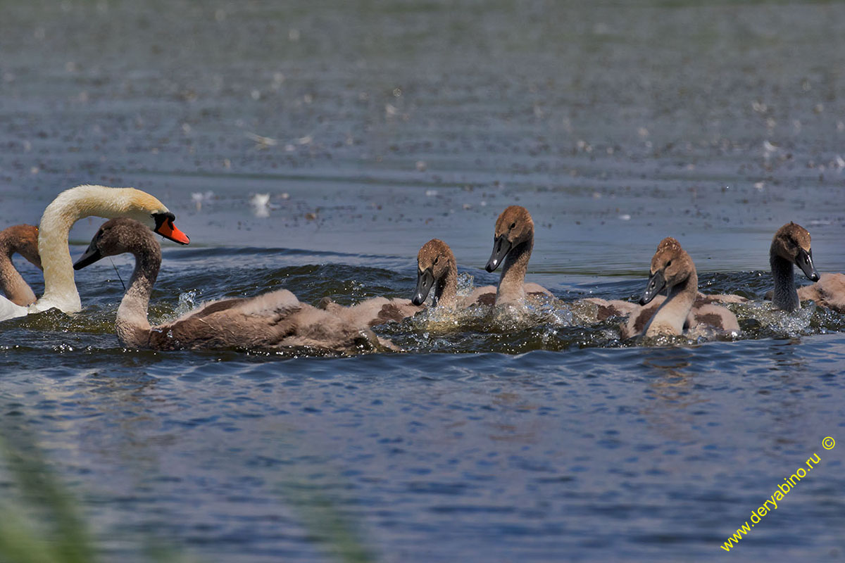 - Cygnus olor Mute Swan