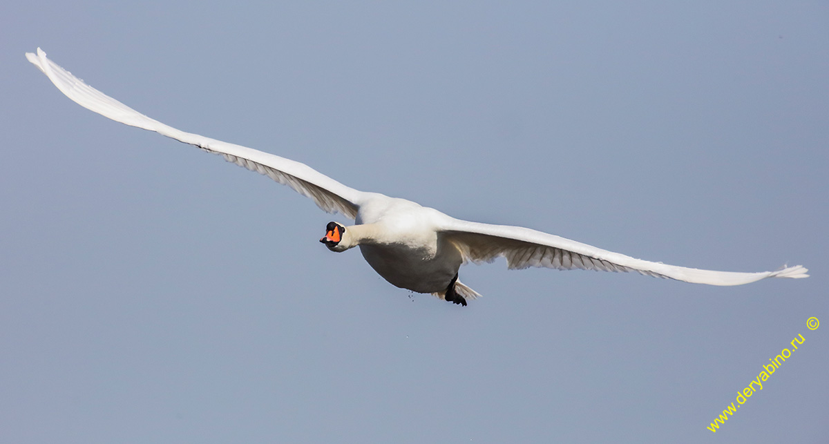 - Cygnus olor Mute Swan