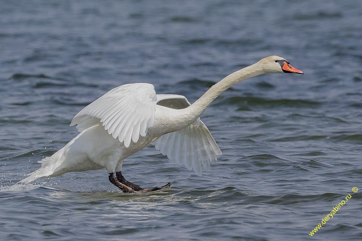 - Cygnus olor Mute Swan