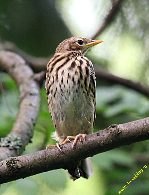   Anthus trivialis Tree Pipit