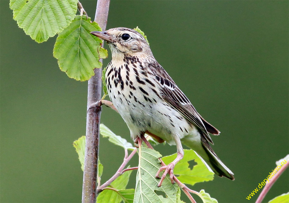   Anthus trivialis Tree Pipit