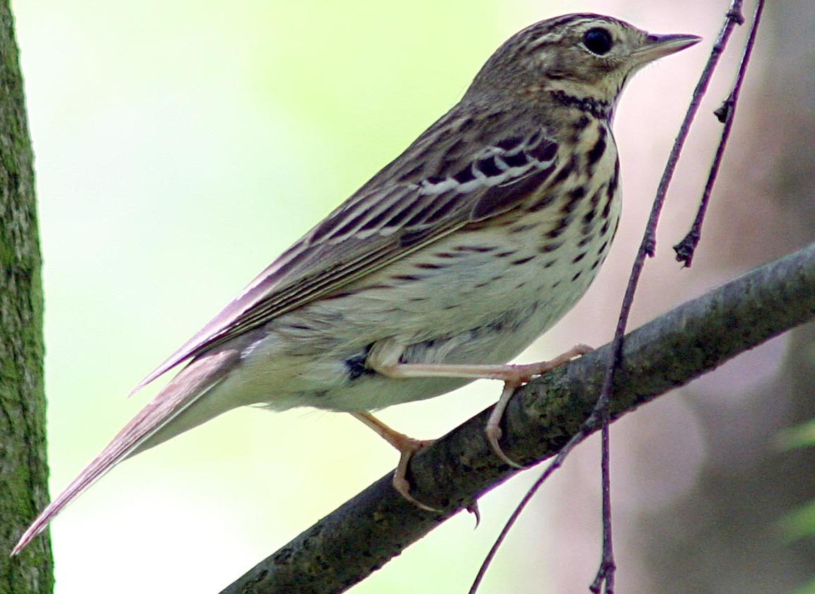   Anthus trivialis Tree Pipit