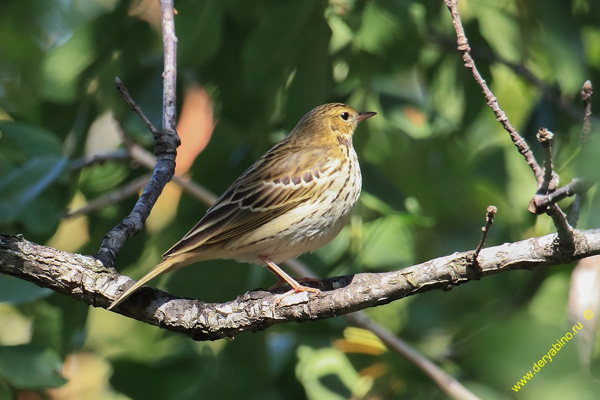   Anthus trivialis Tree Pipit