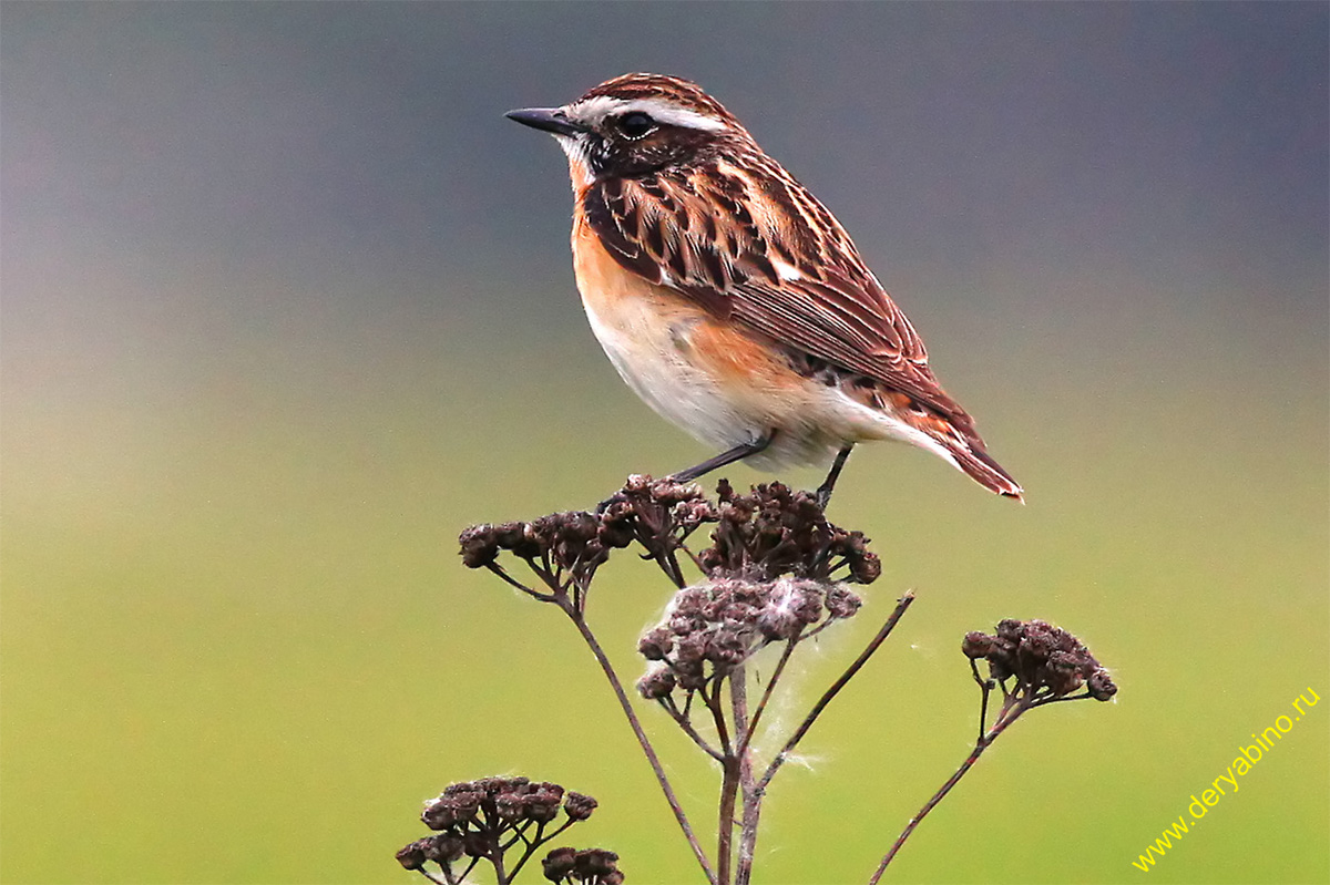   Saxicola rubetra Whinchat