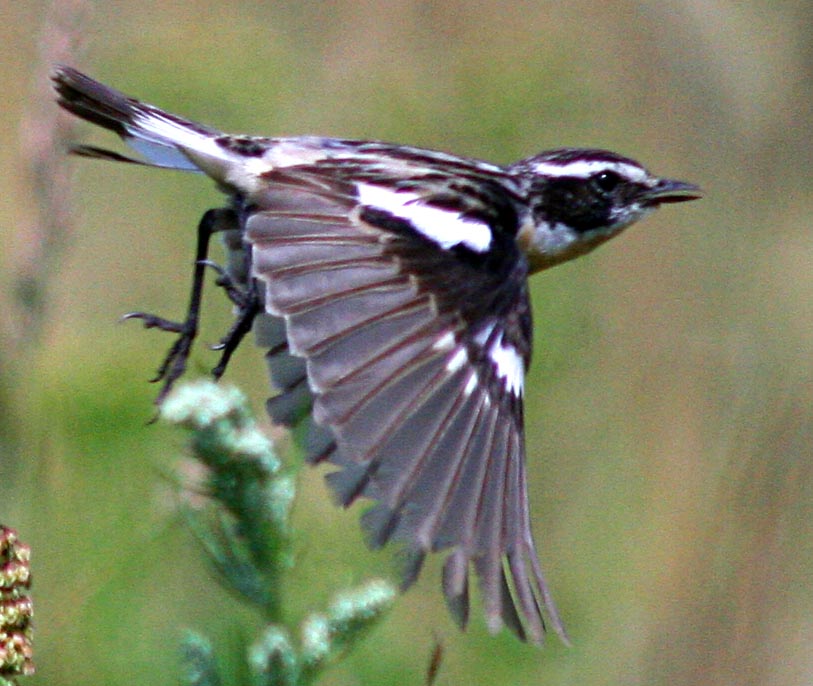   Saxicola rubetra Whinchat