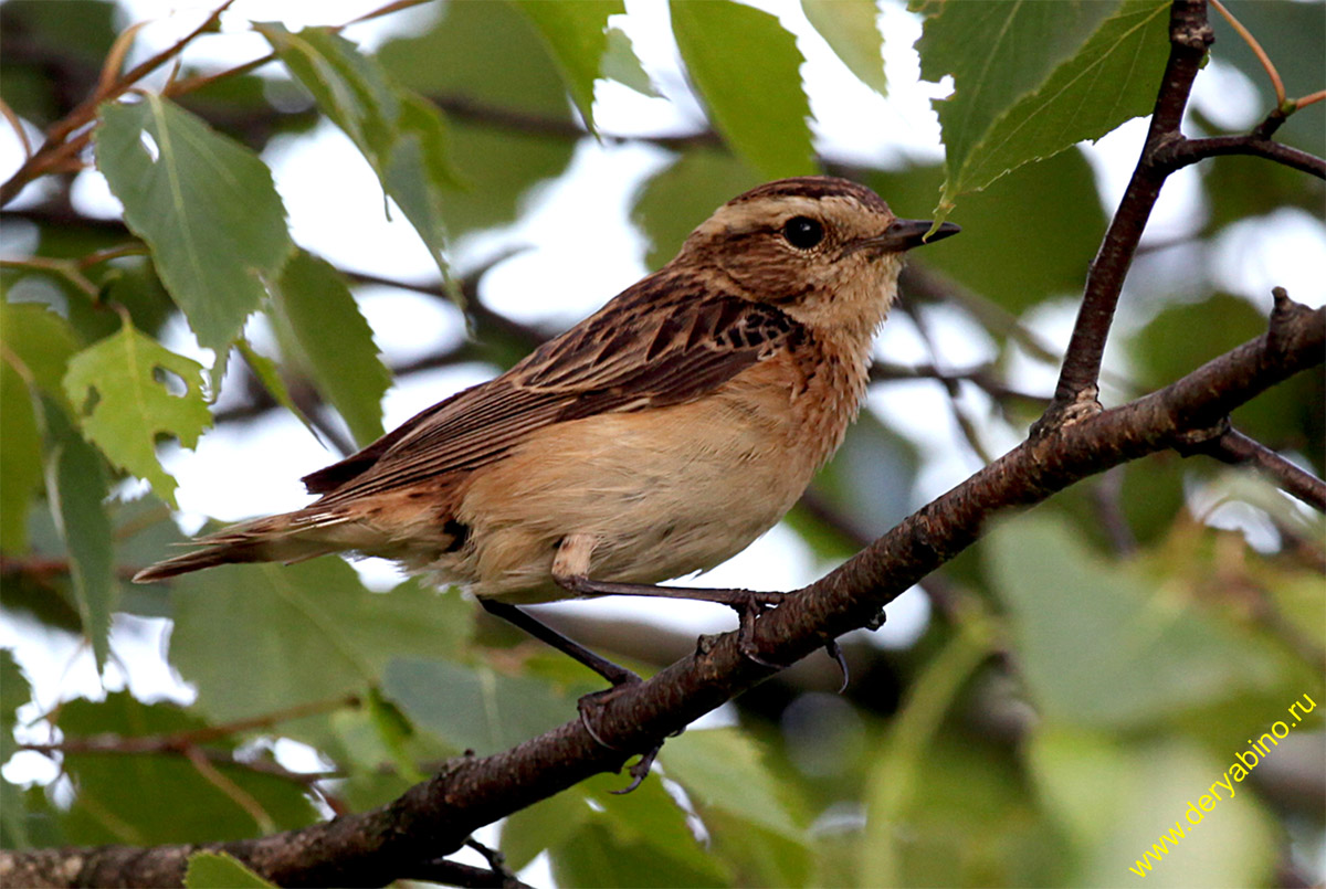   Saxicola rubetra Whinchat