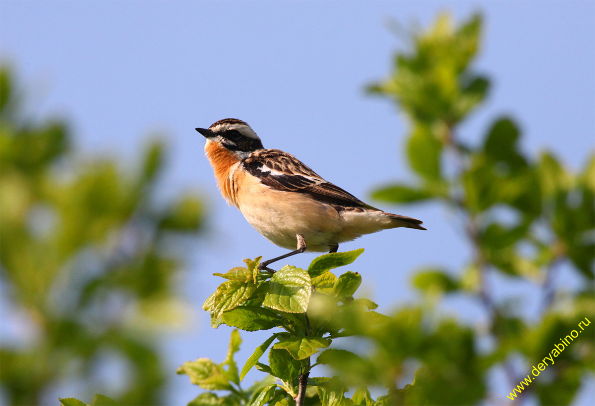   Saxicola rubetra Whinchat