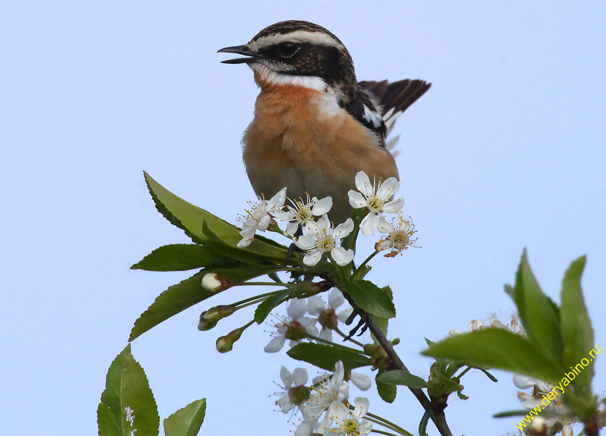   Saxicola rubetra Whinchat