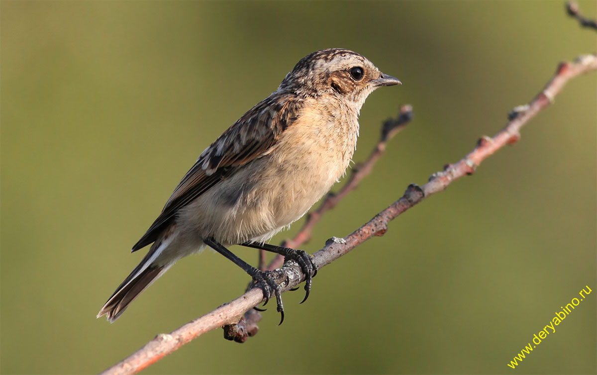   Saxicola rubetra Whinchat