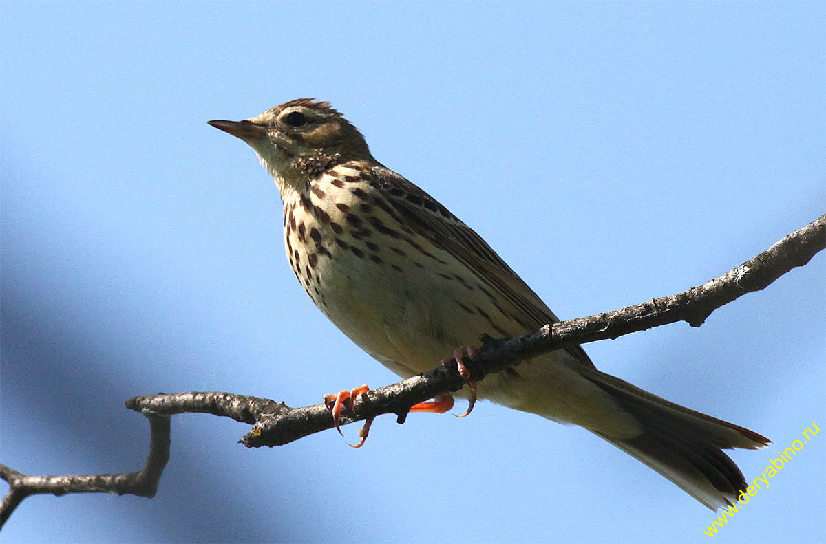   Anthus pratensis Meadow Pipit