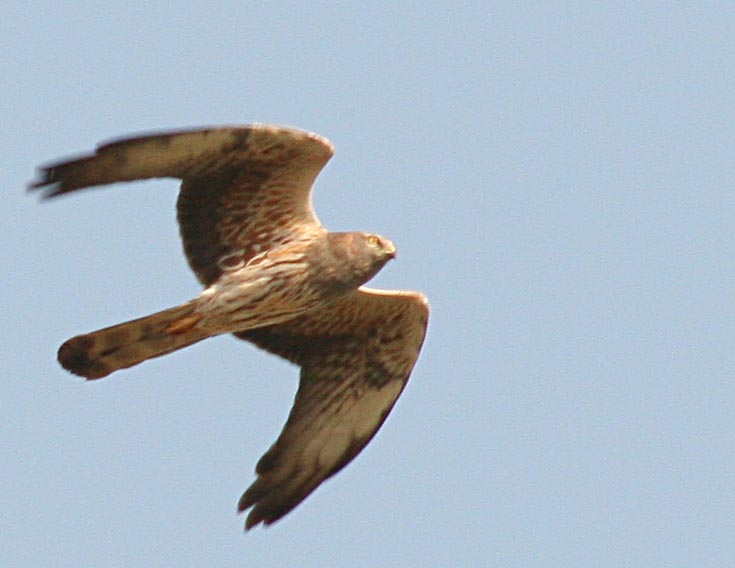   Circus pygargus Montagu's Harrier