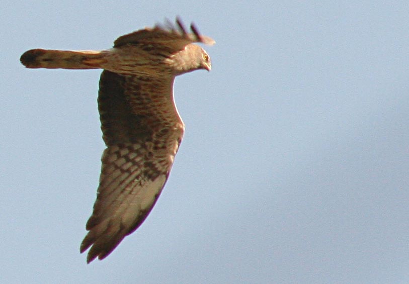   Circus pygargus Montagu's Harrier