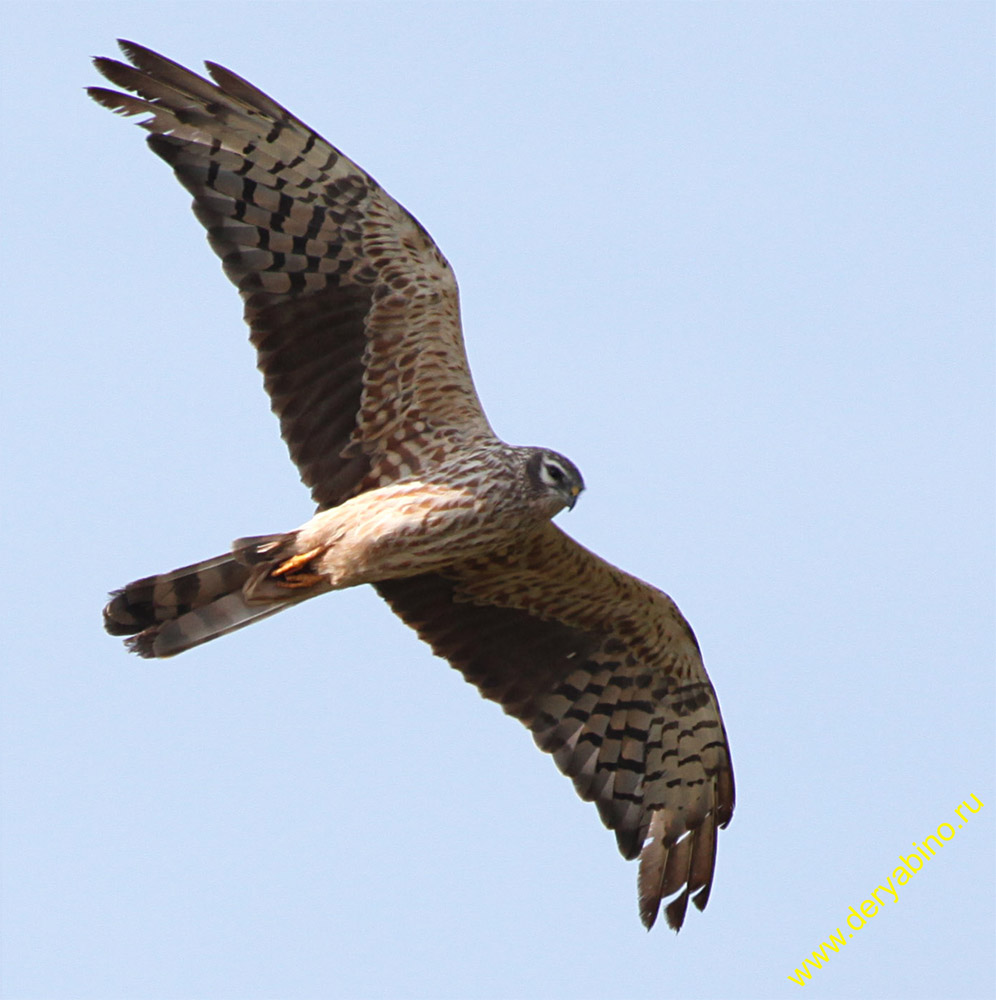   Circus pygargus Montagu's Harrier