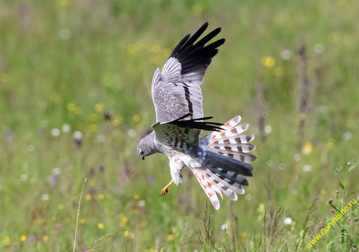   Circus pygargus Montagu's Harrier