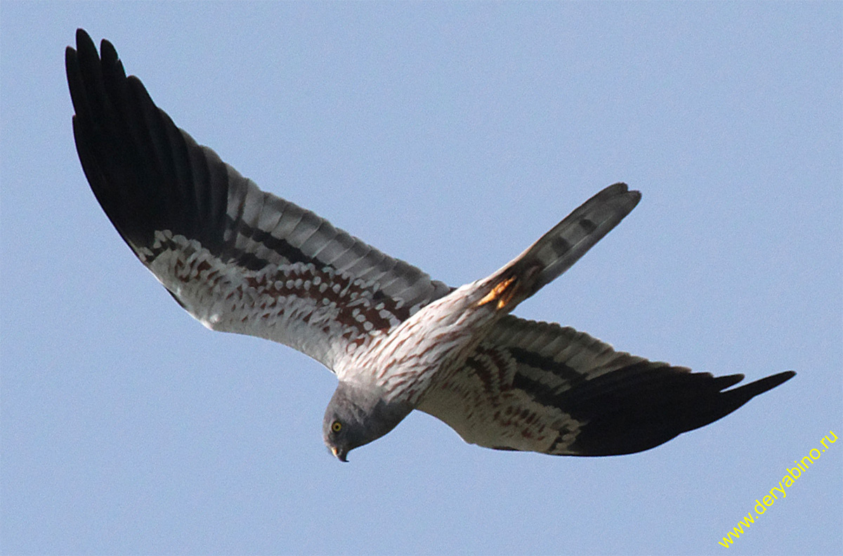   Circus pygargus Montagu's Harrier