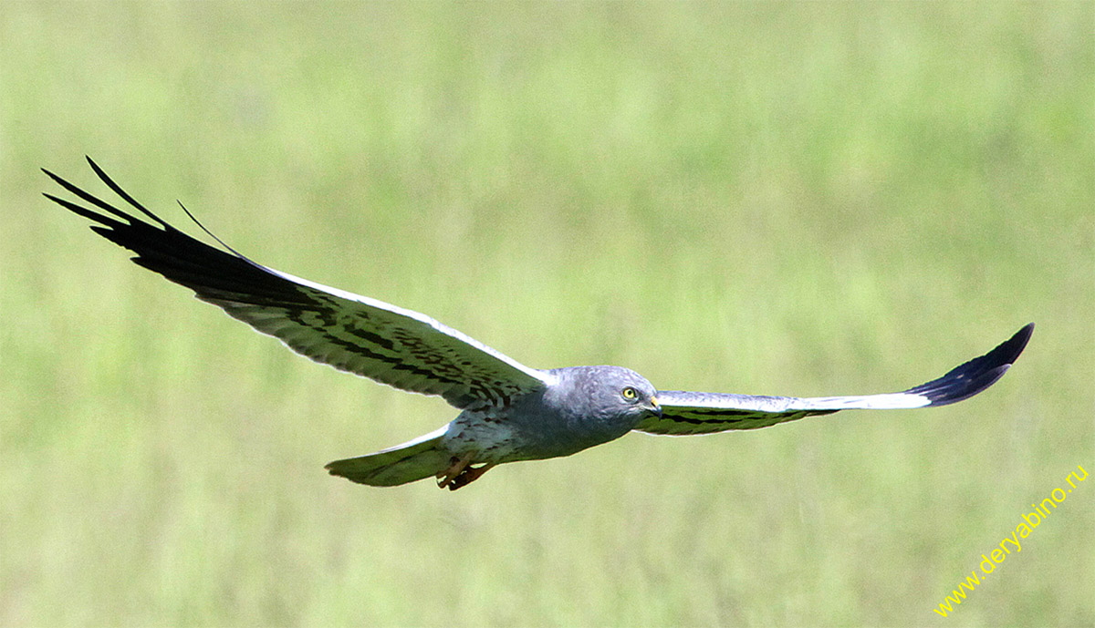   Circus pygargus Montagu's Harrier