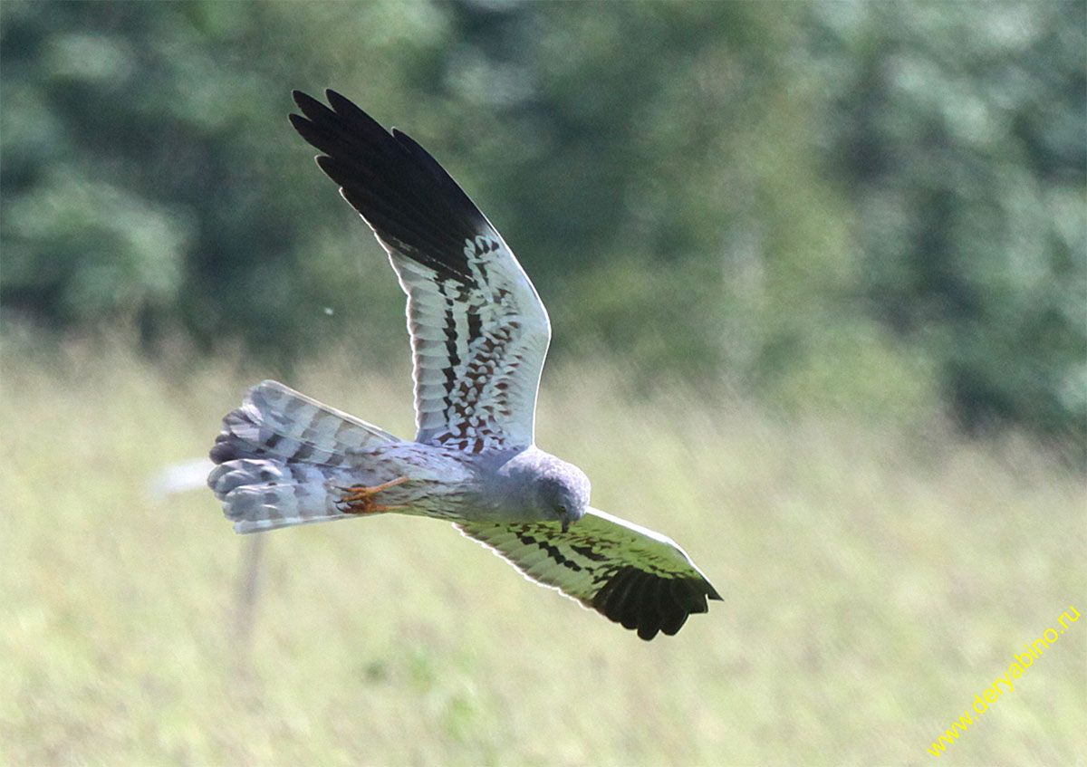   Circus pygargus Montagu's Harrier