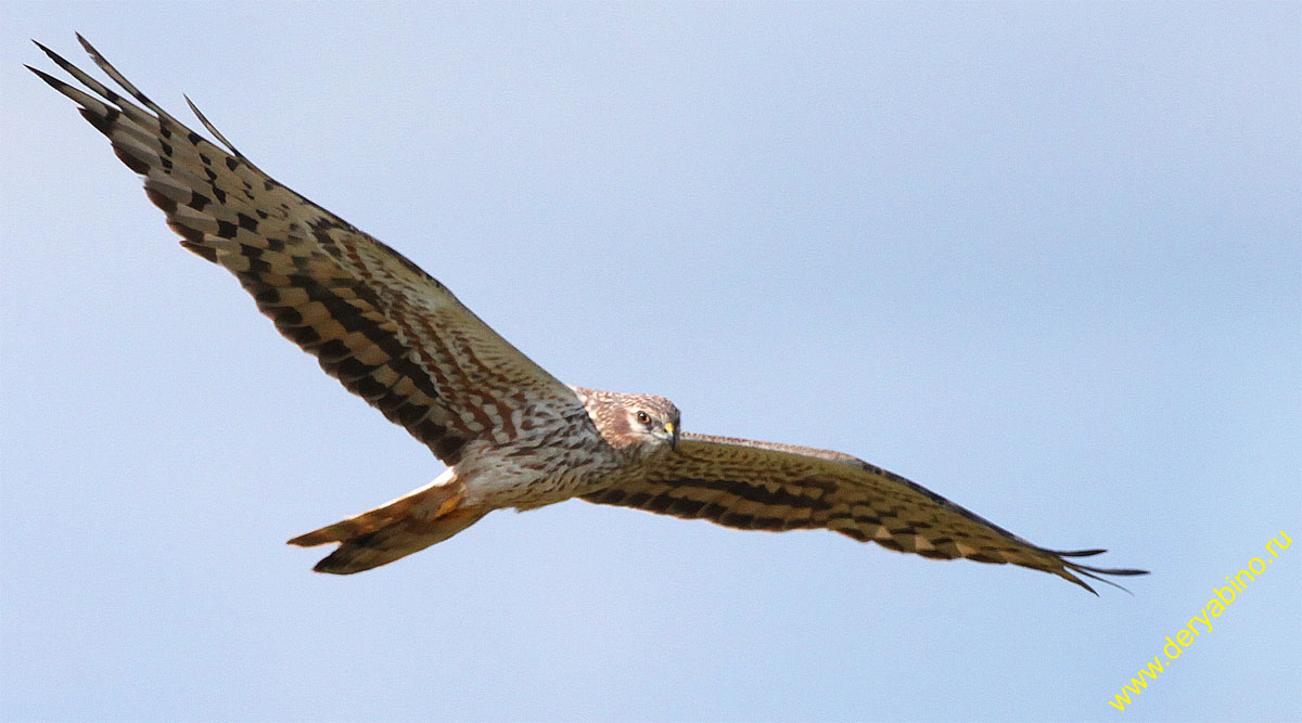   Circus pygargus Montagu's Harrier