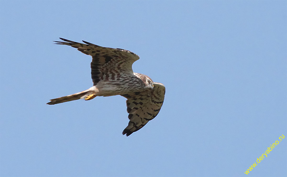   Circus pygargus Montagu's Harrier