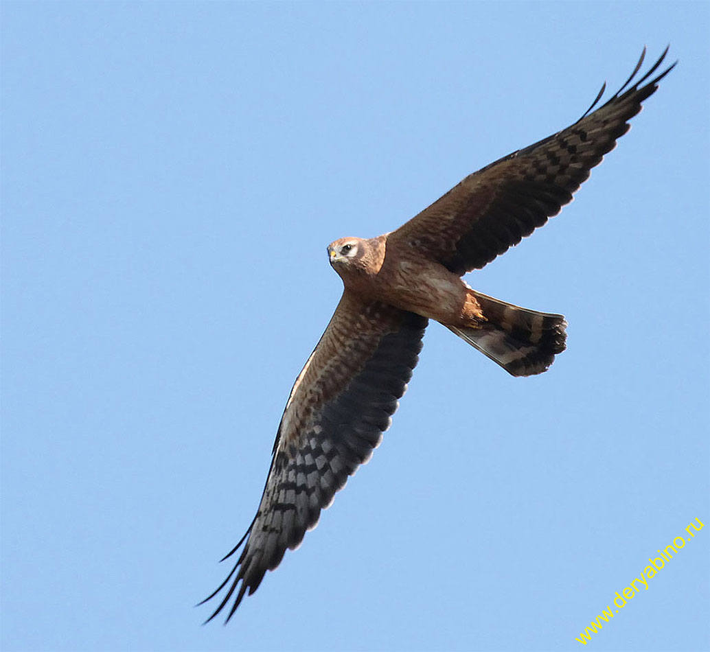   Circus pygargus Montagu's Harrier