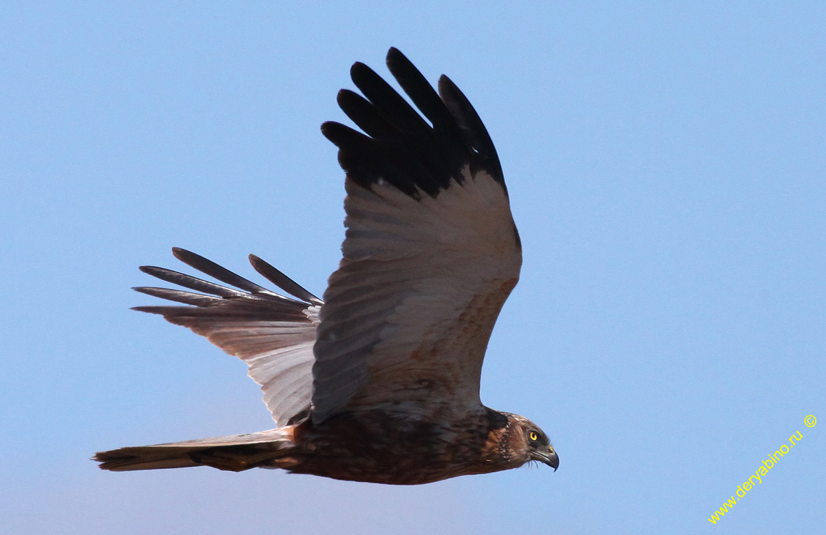   Circus aeruginosus Western Marsh Harrier