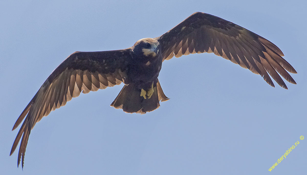   Circus aeruginosus Western Marsh Harrier