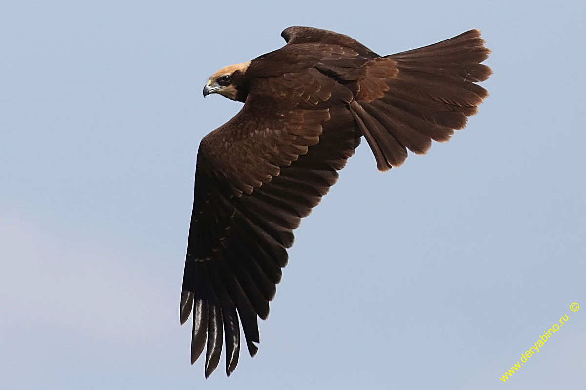   Circus aeruginosus Western Marsh Harrier