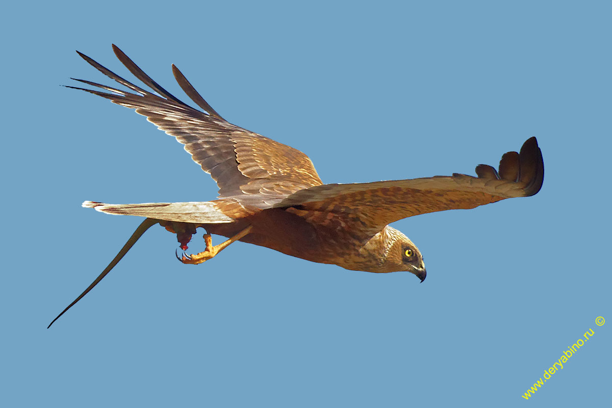   Circus aeruginosus Western Marsh Harrier