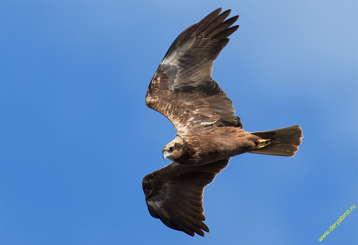   Circus aeruginosus Western Marsh Harrier