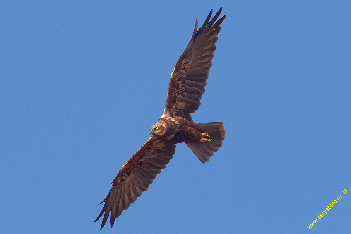   Circus aeruginosus Western Marsh Harrier