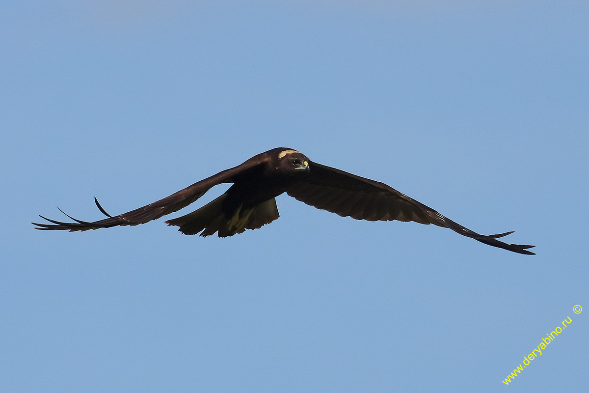   Circus aeruginosus Western Marsh Harrier