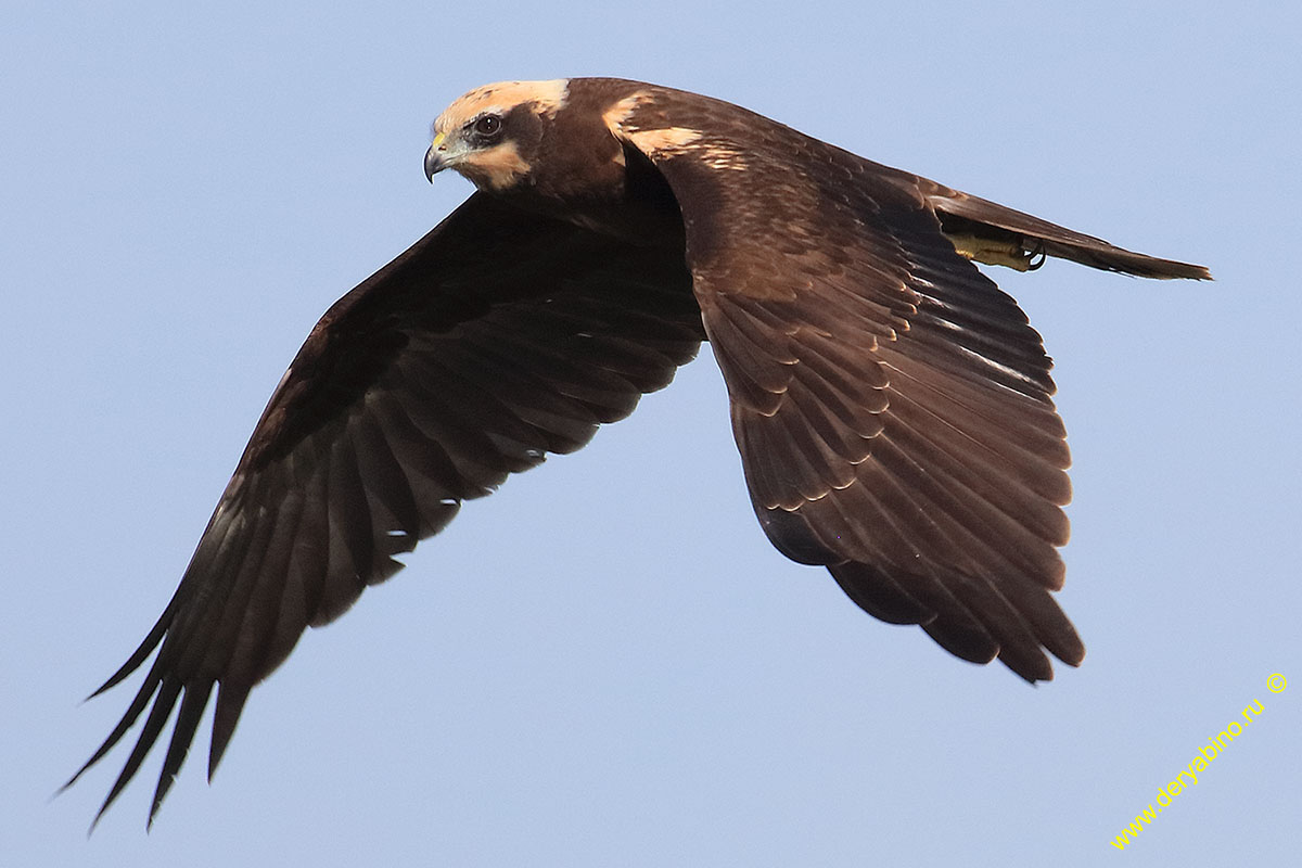   Circus aeruginosus Western Marsh Harrier