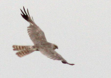   Circus macrourus Pallid Harrier