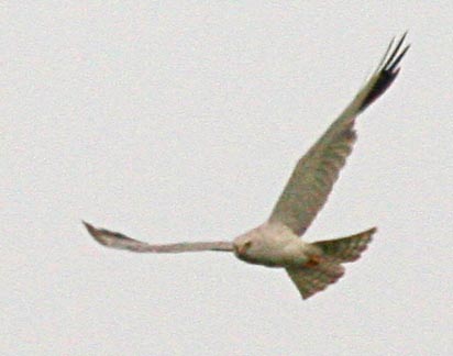   Circus macrourus Pallid Harrier