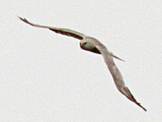   Circus macrourus Pallid Harrier