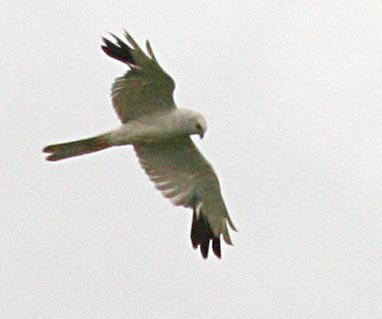   Circus macrourus Pallid Harrier