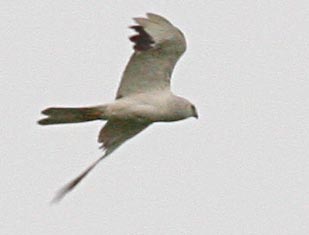   Circus macrourus Pallid Harrier