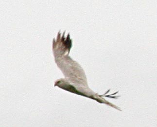   Circus macrourus Pallid Harrier