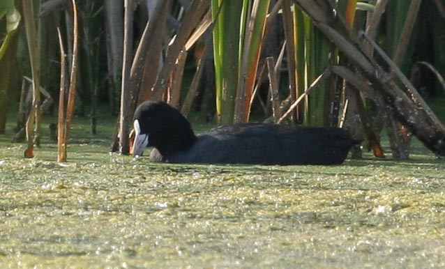  Fulica atra Common Coot